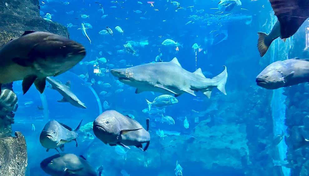 san sebastian aquarium